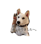 柴犬 大福の日常part2（個別スタンプ：7）