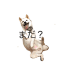 柴犬 大福の日常part2（個別スタンプ：8）