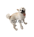 柴犬 大福の日常part2（個別スタンプ：10）