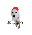 柴犬 大福の日常part2（個別スタンプ：12）