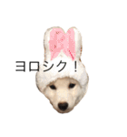 柴犬 大福の日常part2（個別スタンプ：14）