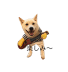 柴犬 大福の日常part2（個別スタンプ：15）