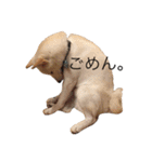 柴犬 大福の日常part2（個別スタンプ：16）