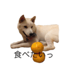 柴犬 大福の日常part2（個別スタンプ：17）