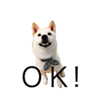 柴犬 大福の日常part2（個別スタンプ：20）