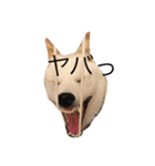柴犬 大福の日常part2（個別スタンプ：21）