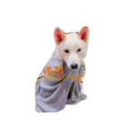 柴犬 大福の日常part2（個別スタンプ：22）