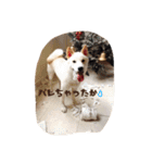 柴犬 大福の日常part2（個別スタンプ：23）