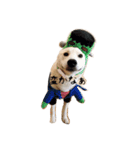 柴犬 大福の日常part2（個別スタンプ：24）