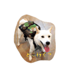 柴犬 大福の日常part2（個別スタンプ：25）