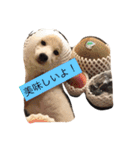 柴犬 大福の日常part2（個別スタンプ：27）