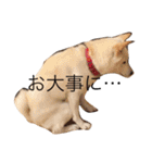 柴犬 大福の日常part2（個別スタンプ：28）