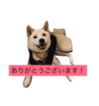 柴犬 大福の日常part2（個別スタンプ：29）