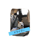 柴犬 大福の日常part2（個別スタンプ：30）