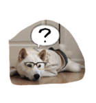 柴犬 大福の日常part2（個別スタンプ：31）