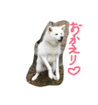 hana part2（個別スタンプ：7）