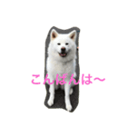 hana part2（個別スタンプ：17）