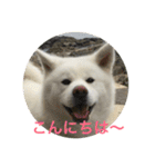 hana part2（個別スタンプ：22）