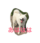 hana part2（個別スタンプ：24）
