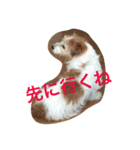 ジャックラッセルテリアのみっくん（個別スタンプ：2）