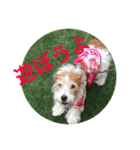 ジャックラッセルテリアのみっくん（個別スタンプ：4）