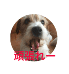 ジャックラッセルテリアのみっくん（個別スタンプ：5）