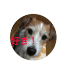 ジャックラッセルテリアのみっくん（個別スタンプ：7）