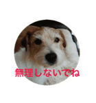 ジャックラッセルテリアのみっくん（個別スタンプ：10）