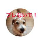 ジャックラッセルテリアのみっくん（個別スタンプ：11）