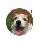 ジャックラッセルテリアのみっくん（個別スタンプ：13）