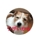 ジャックラッセルテリアのみっくん（個別スタンプ：15）