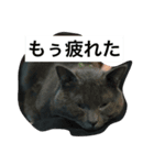 くわした（個別スタンプ：6）