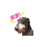 Happy Dog's Life2（個別スタンプ：1）