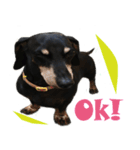 Happy Dog's Life2（個別スタンプ：2）