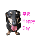 Happy Dog's Life2（個別スタンプ：3）
