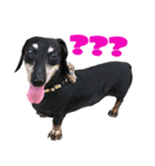 Happy Dog's Life2（個別スタンプ：4）