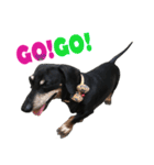 Happy Dog's Life2（個別スタンプ：5）