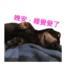 Happy Dog's Life2（個別スタンプ：6）