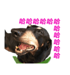 Happy Dog's Life2（個別スタンプ：7）