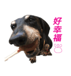 Happy Dog's Life2（個別スタンプ：8）
