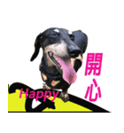 Happy Dog's Life2（個別スタンプ：9）