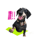 Happy Dog's Life2（個別スタンプ：10）