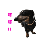 Happy Dog's Life2（個別スタンプ：11）
