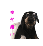 Happy Dog's Life2（個別スタンプ：12）