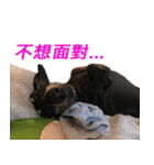 Happy Dog's Life2（個別スタンプ：13）