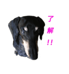 Happy Dog's Life2（個別スタンプ：14）