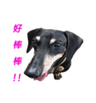 Happy Dog's Life2（個別スタンプ：15）