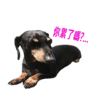 Happy Dog's Life2（個別スタンプ：16）
