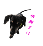 Happy Dog's Life2（個別スタンプ：17）