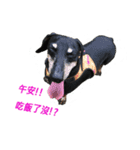 Happy Dog's Life2（個別スタンプ：18）